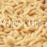 Maggot Holes
