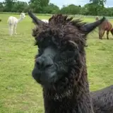 dyingllama