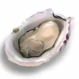 辰鵜